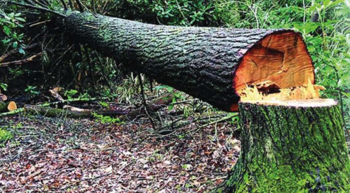 Professional Tree Removal Lilburn GA - Tree Removal Near ...
                                            </div>
                                            <div class=