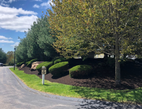 Niantic CT Commercial Landscaping Mulch Installation