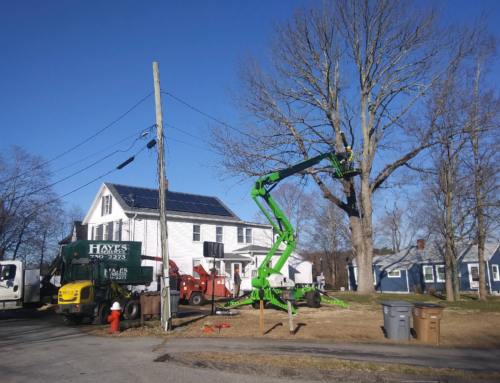 Niantic CT Tree Removal