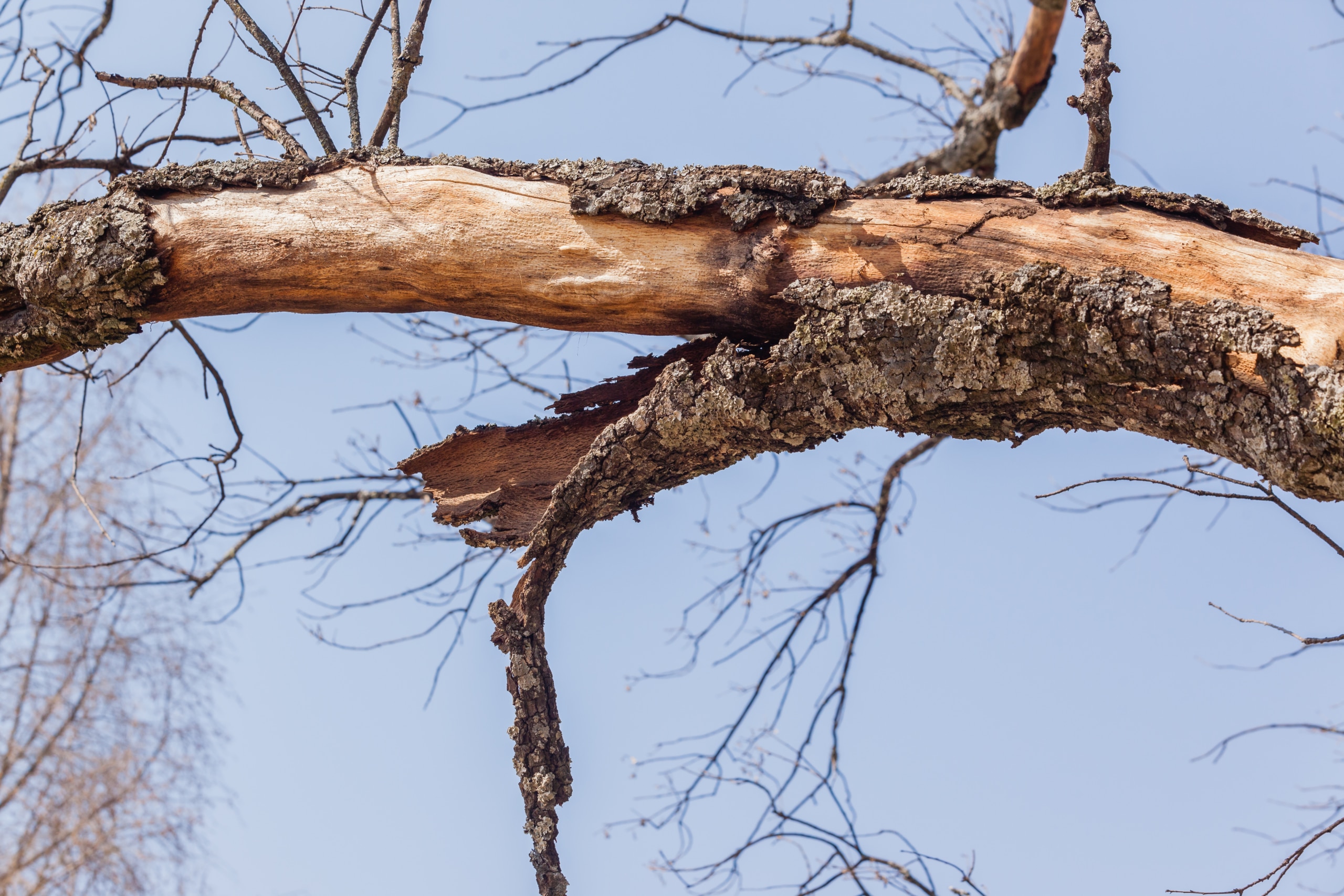 Is The Tree In Your Yard Dying? How To Tell