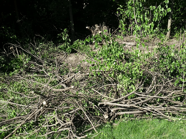 brush removal ct connecticut brush removal ct connecticut